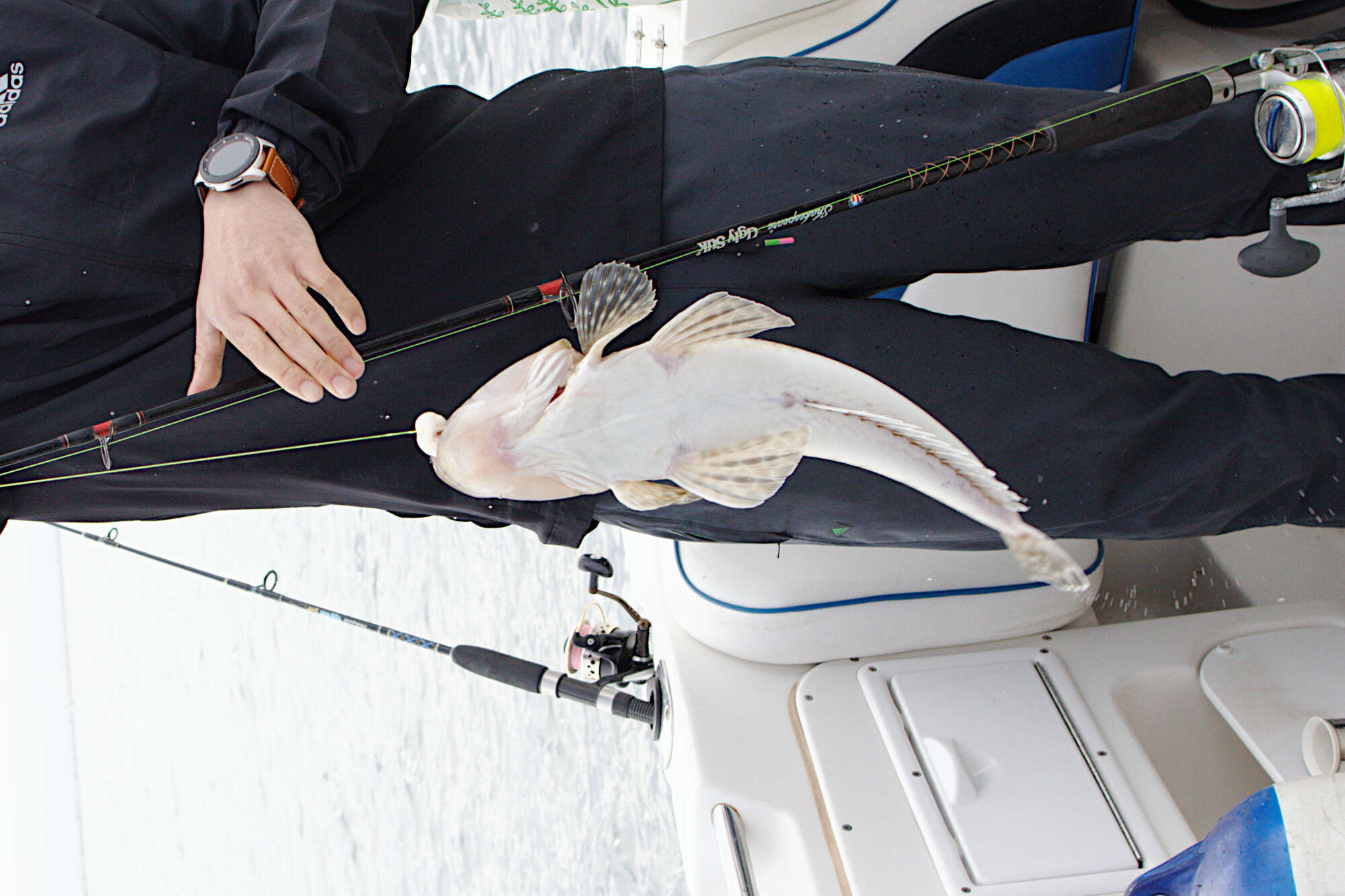 Image of Bluespot flathead