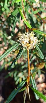 Image of Phebalium squamulosum Vent.