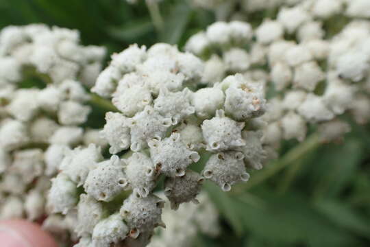 Image of American feverfew