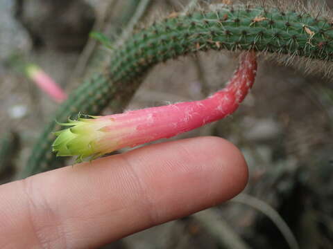 Image of Cleistocactus smaragdiflorus (F. A. C. Weber) Britton & Rose