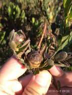 Image of Leucadendron stelligerum I. Williams