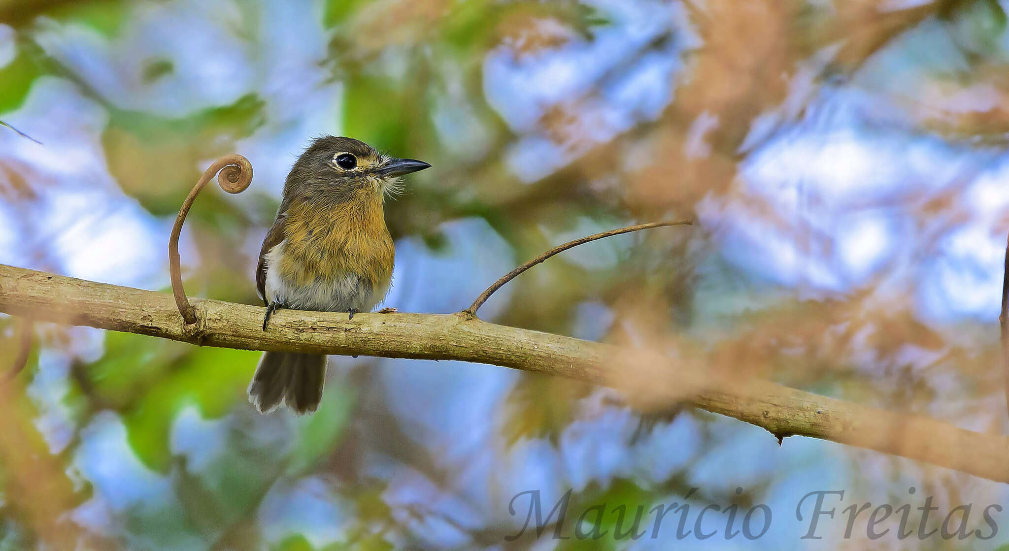 Imagem de Nonnula rubecula (Spix 1824)