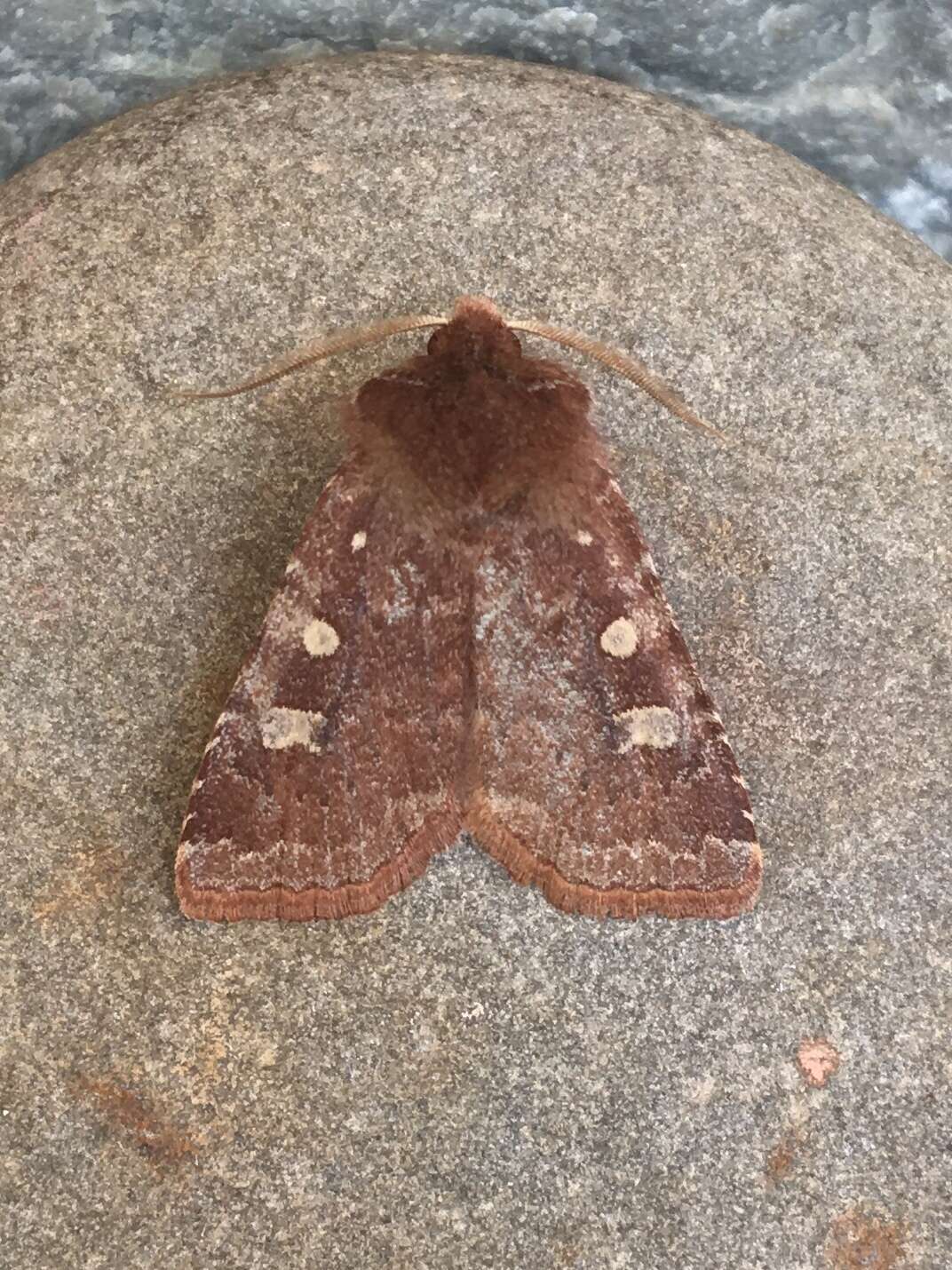 Слика од Cerastis tenebrifera Walker 1865