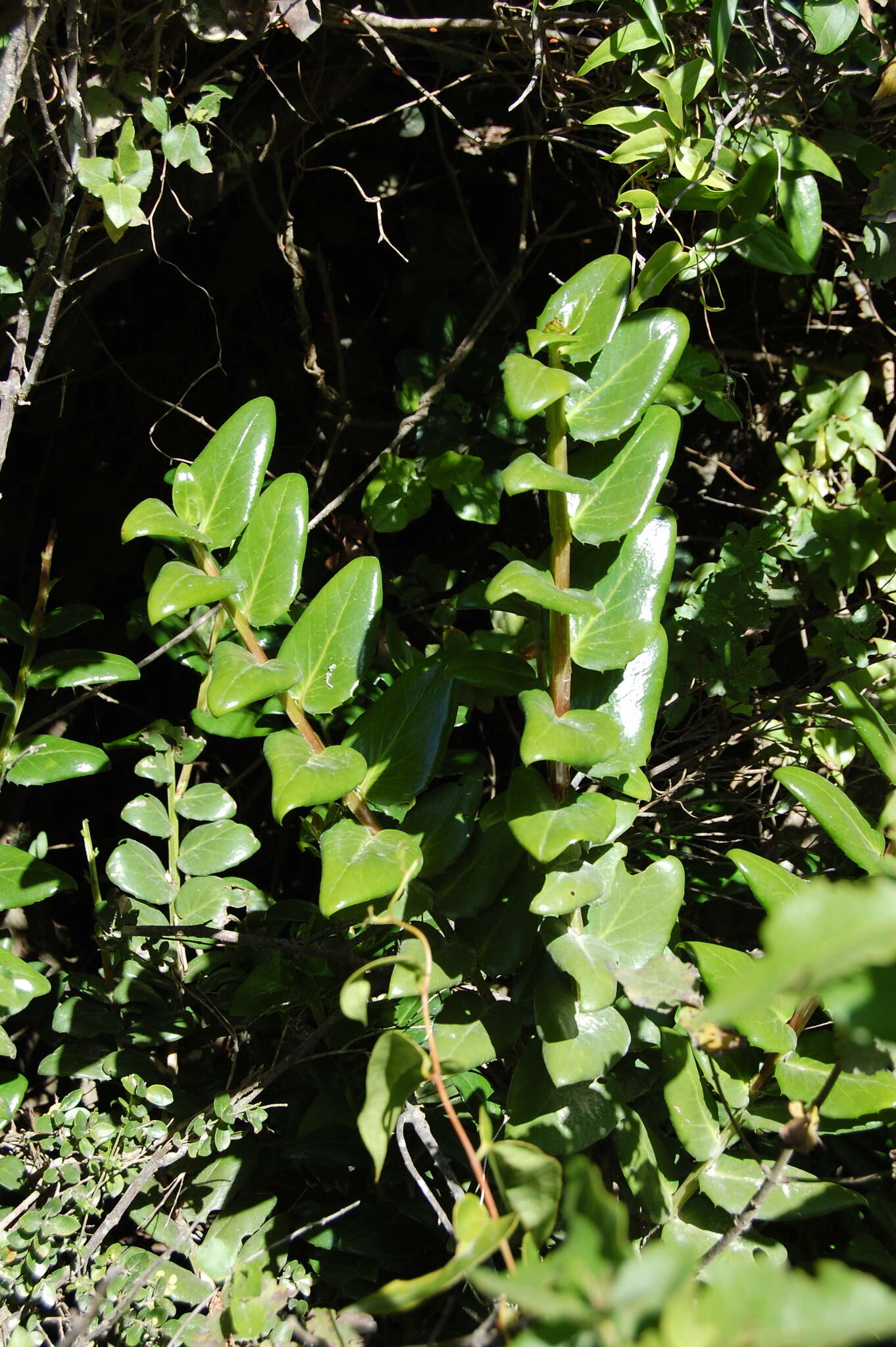 Griselinia scandens (Ruiz & Pav.) Taub.的圖片