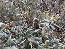 Image of Banksia saxicola A. S. George