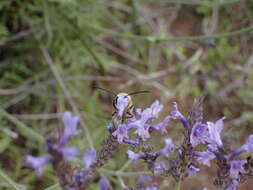 Image of Eucera gracilipes Pérez 1895