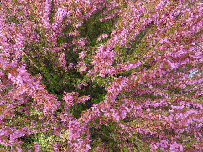 Image of Erica intervallaris var. intervallaris