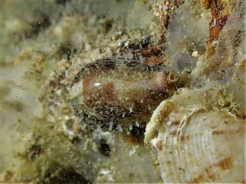 Image of Walker's Cowry