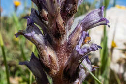 Imagem de Phelipanche rosmarina (G. Beck) Banfi, Galasso & Soldano