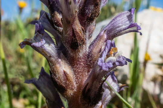 Image of Phelipanche rosmarina (G. Beck) Banfi, Galasso & Soldano