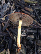 Image of Leratiomyces