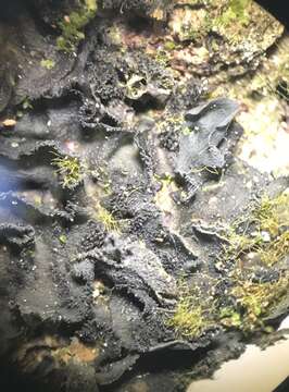 Image of Austroamerican skin lichen