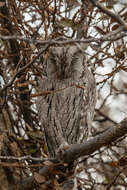 Image of Pallid Scops Owl