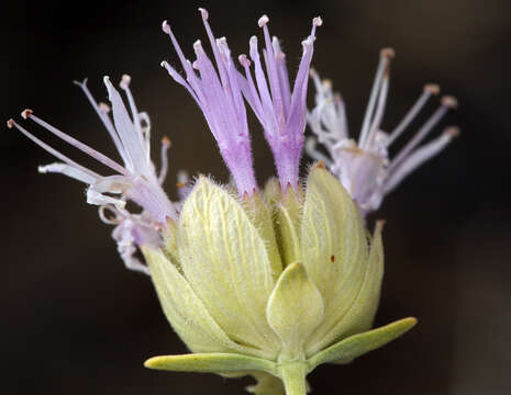 Imagem de Monardella linoides subsp. sierrae Elvin & A. C. Sanders