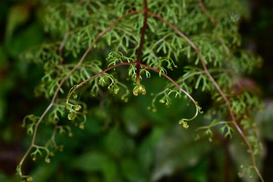 Image of Odontosoria schlechtendalii (Presl) C. Chr.