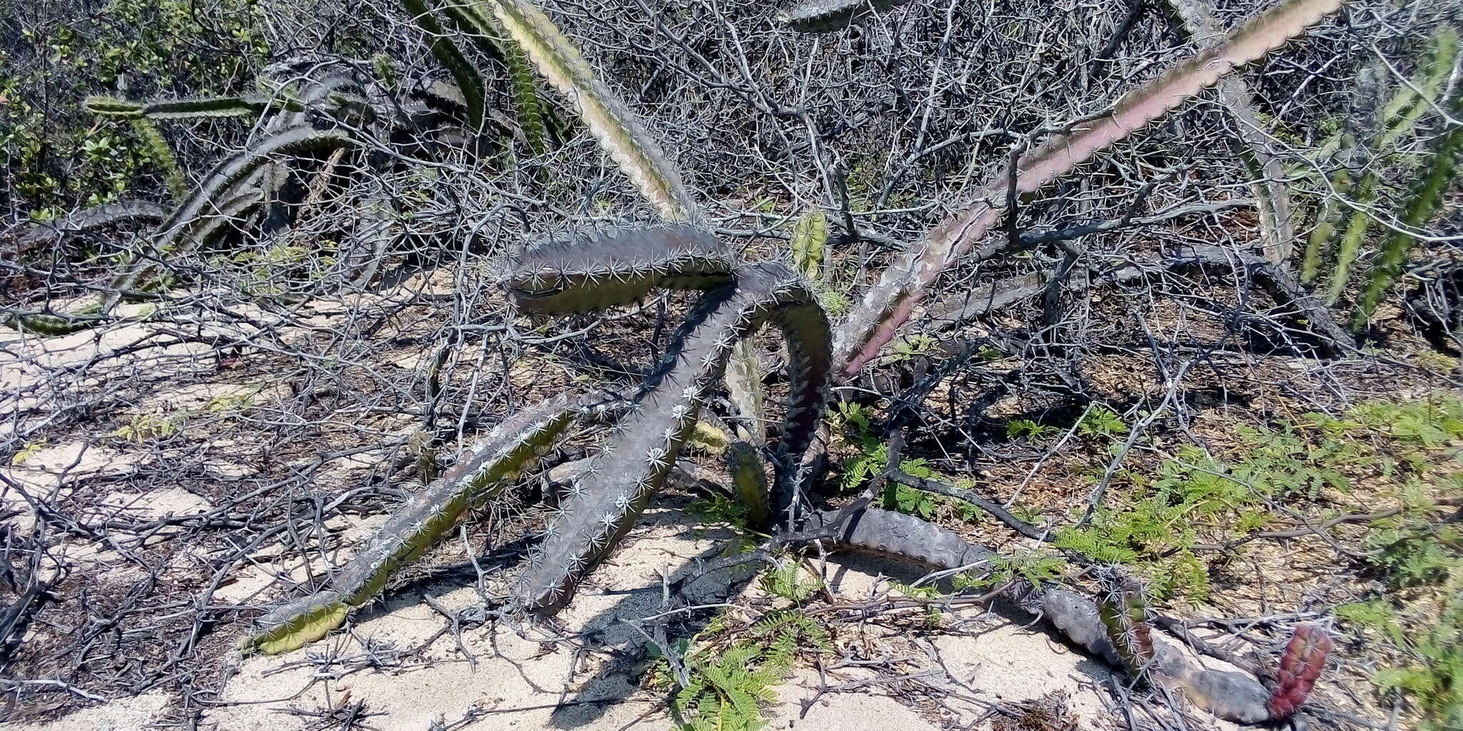 صورة Stenocereus standleyi (J. G. Ortega) Buxb.