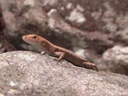 Image of Saxicoline Sunskink