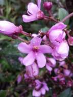 Image of Gravesia laxiflora (Naud.) Drake