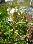 Image of yellowbeak owl's-clover