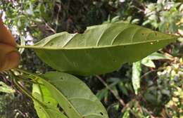 Image of green nightshade