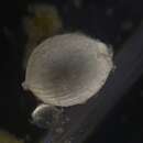 Image of Lagena spiratiformis McCulloch 1981