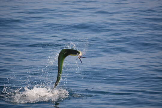 Image of dolphinfishes