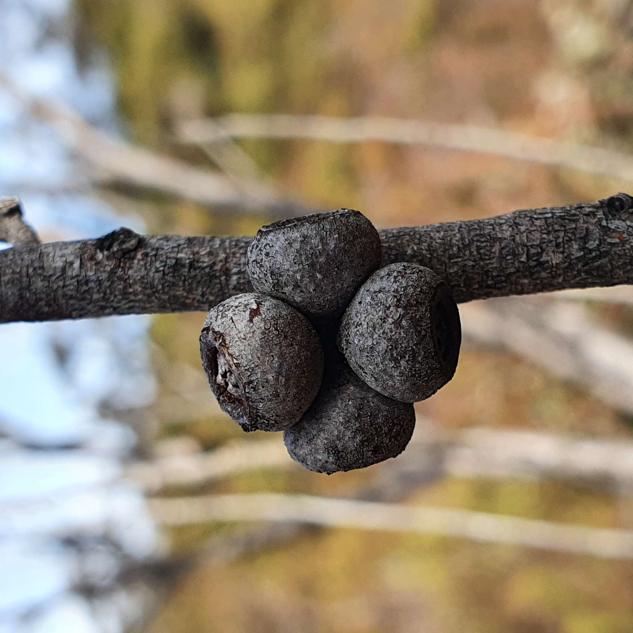 Image of Eucalyptus ligustrina A. Cunn. ex DC.