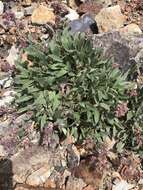 Image of silverleaf phacelia