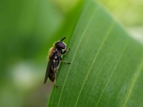 صورة Pipizella viduata (Linnaeus 1758)