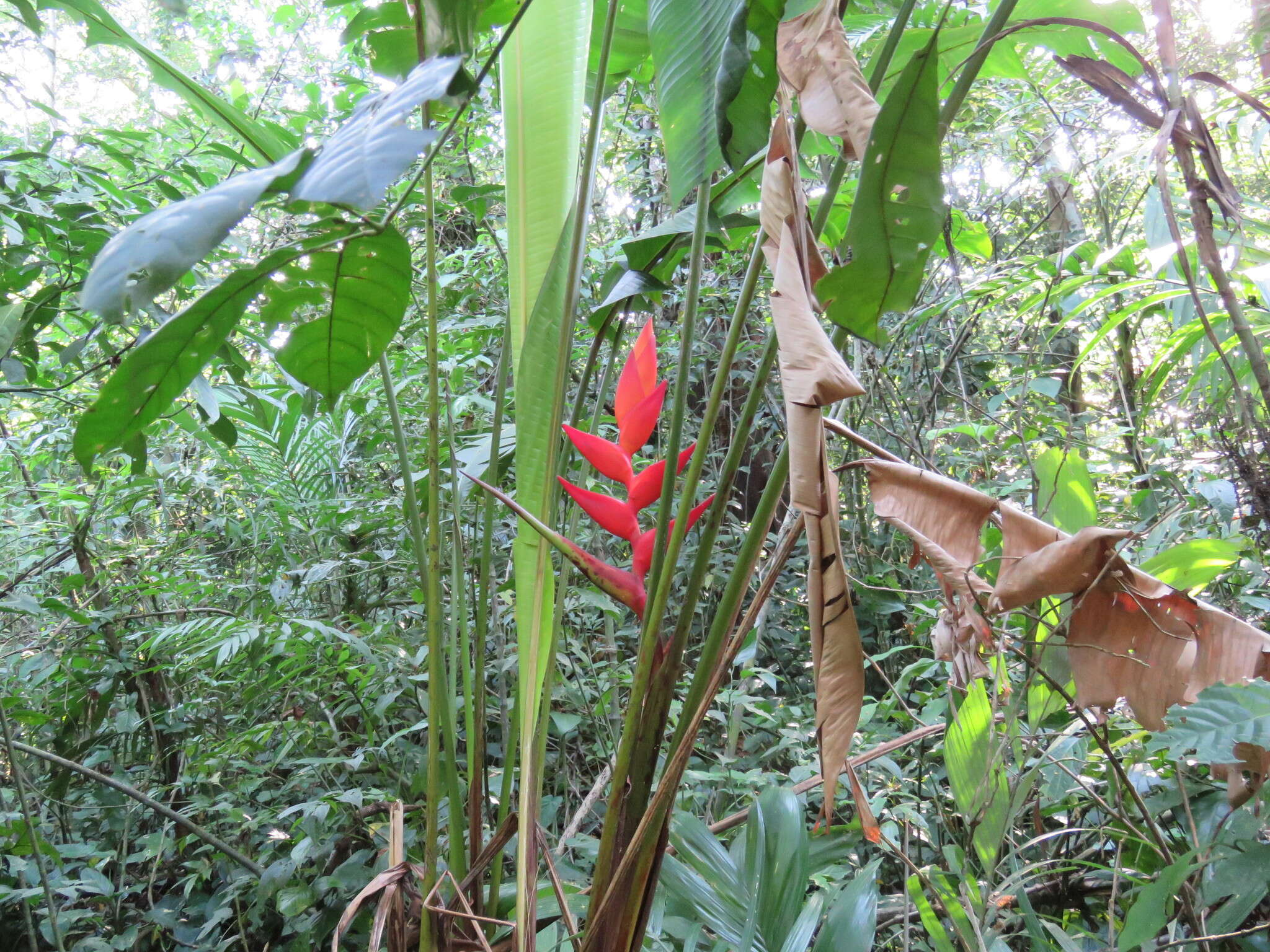 Image of Heliconia uxpanapensis C. Gut. Báez