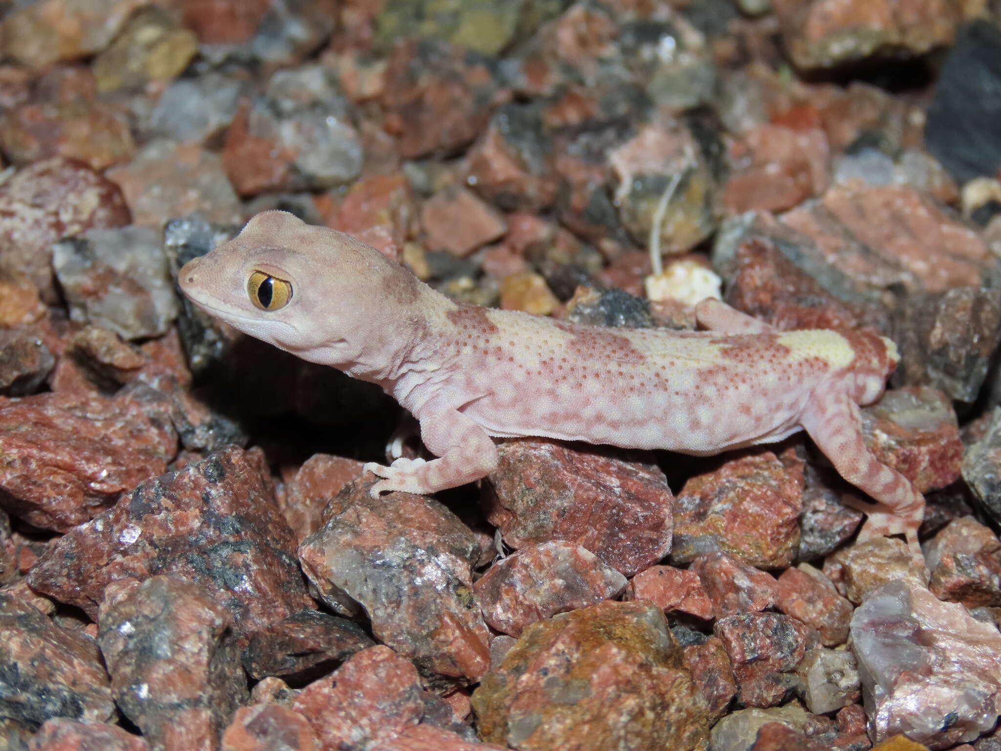 Image of Byrne's Gecko