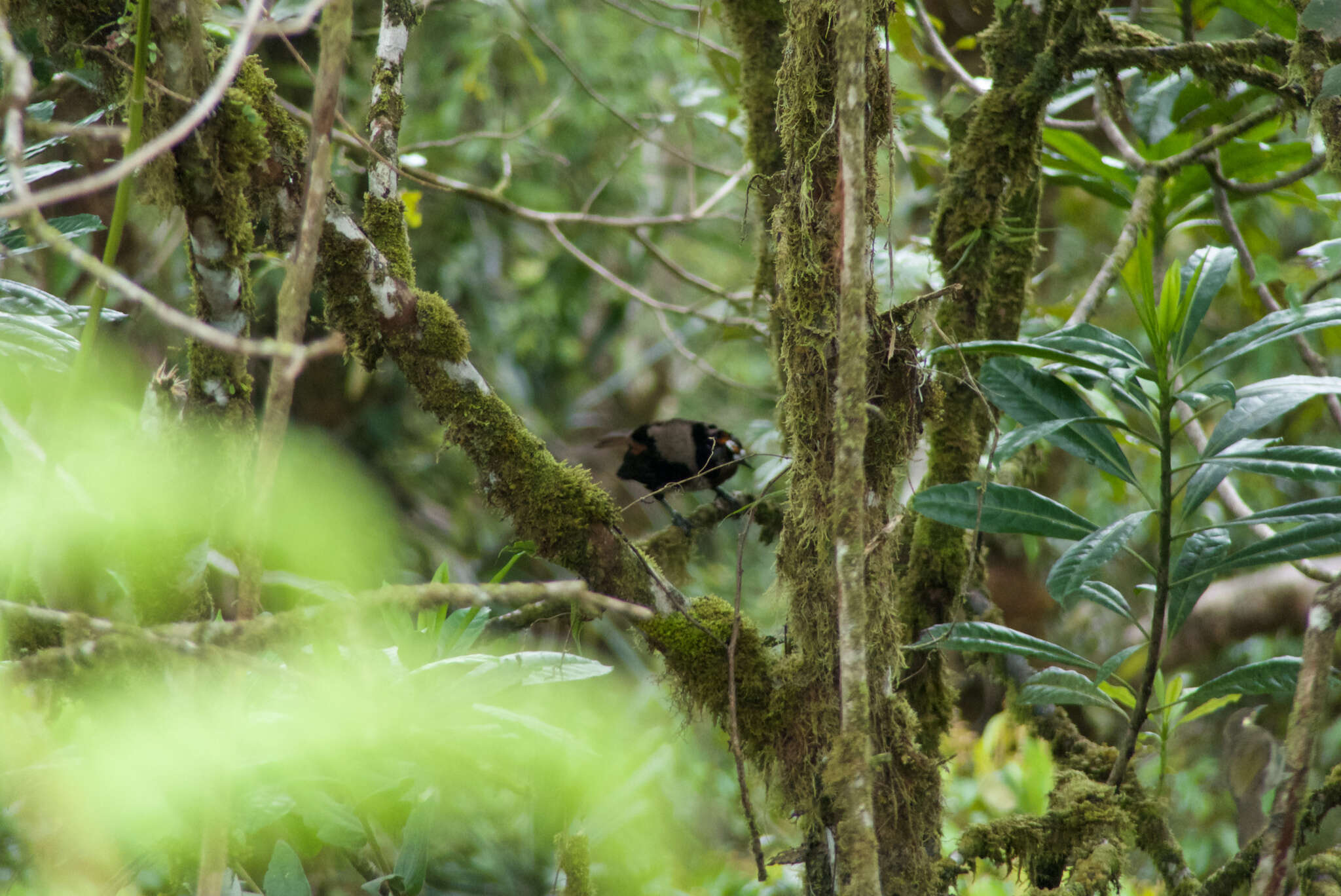 Image of Parotia Vieillot 1816