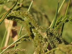 Image of gulf cockspur grass