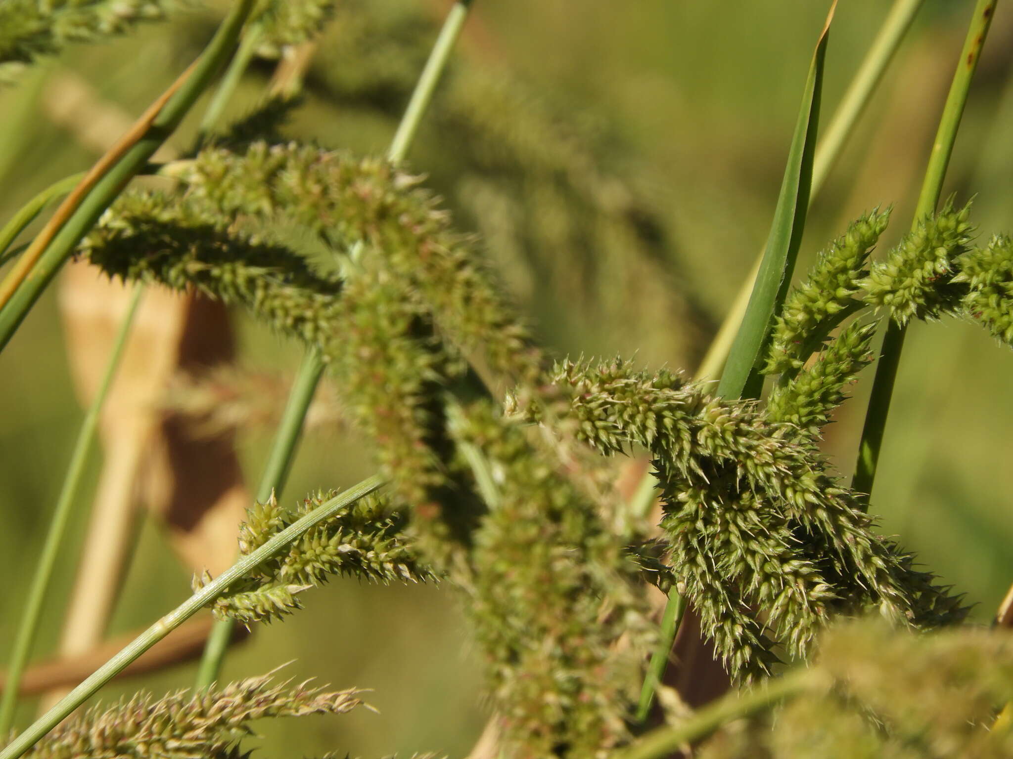 Image de Echinochloa crus-pavonis (Kunth) Schult.