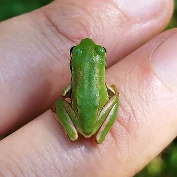 Image of Tree frog