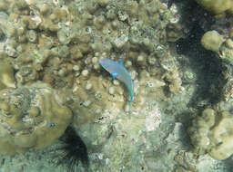 Image of Green-blotched parrotfish