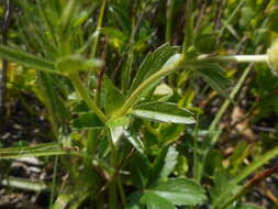 Image of Potentilla aurea L.