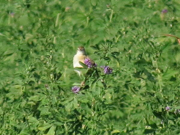 Image of Cisticola juncidis terrestris (Smith & A 1842)