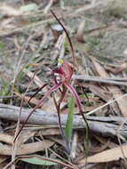 Caladenia caudata Nicholls resmi