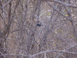 Image of Black-bellied Antwren