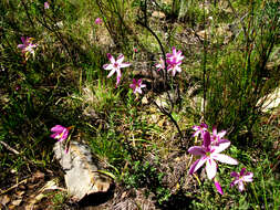 Image of Geissorhiza elsiae Goldblatt