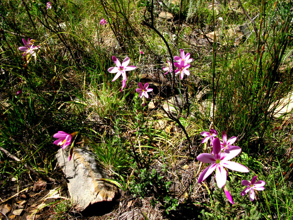 Image of Geissorhiza elsiae Goldblatt