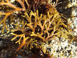 Image de Fucus distichus