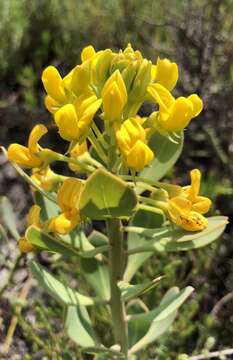 Image of <i>Rafnia capensis</i> subsp. <i>pedicellata</i>