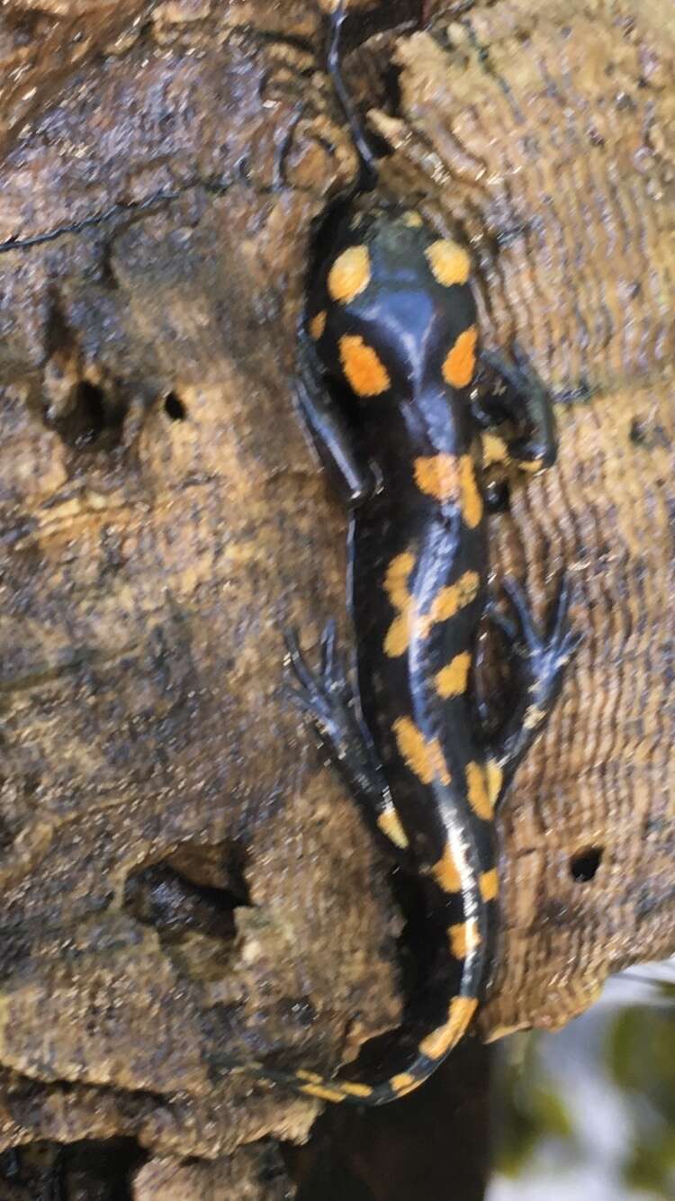 Salamandra longirostris Joger & Steinfartz 1994的圖片