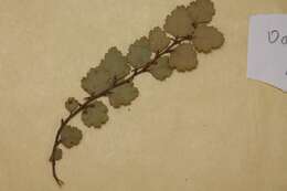 Imagem de Nothofagus menziesii (Hook. fil.) Oerst.