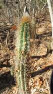 Plancia ëd Pilosocereus purpusii (Britton & Rose) Byles & G. D. Rowley