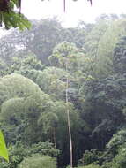 Image of Gray-backed Hawk