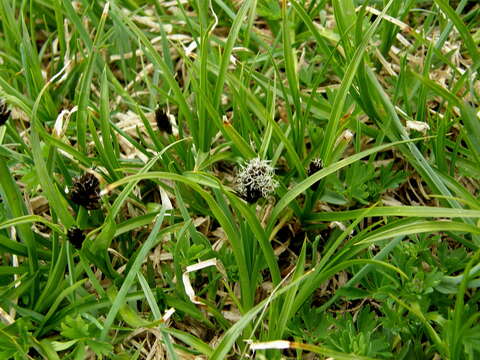 Image of Stinking Sedge