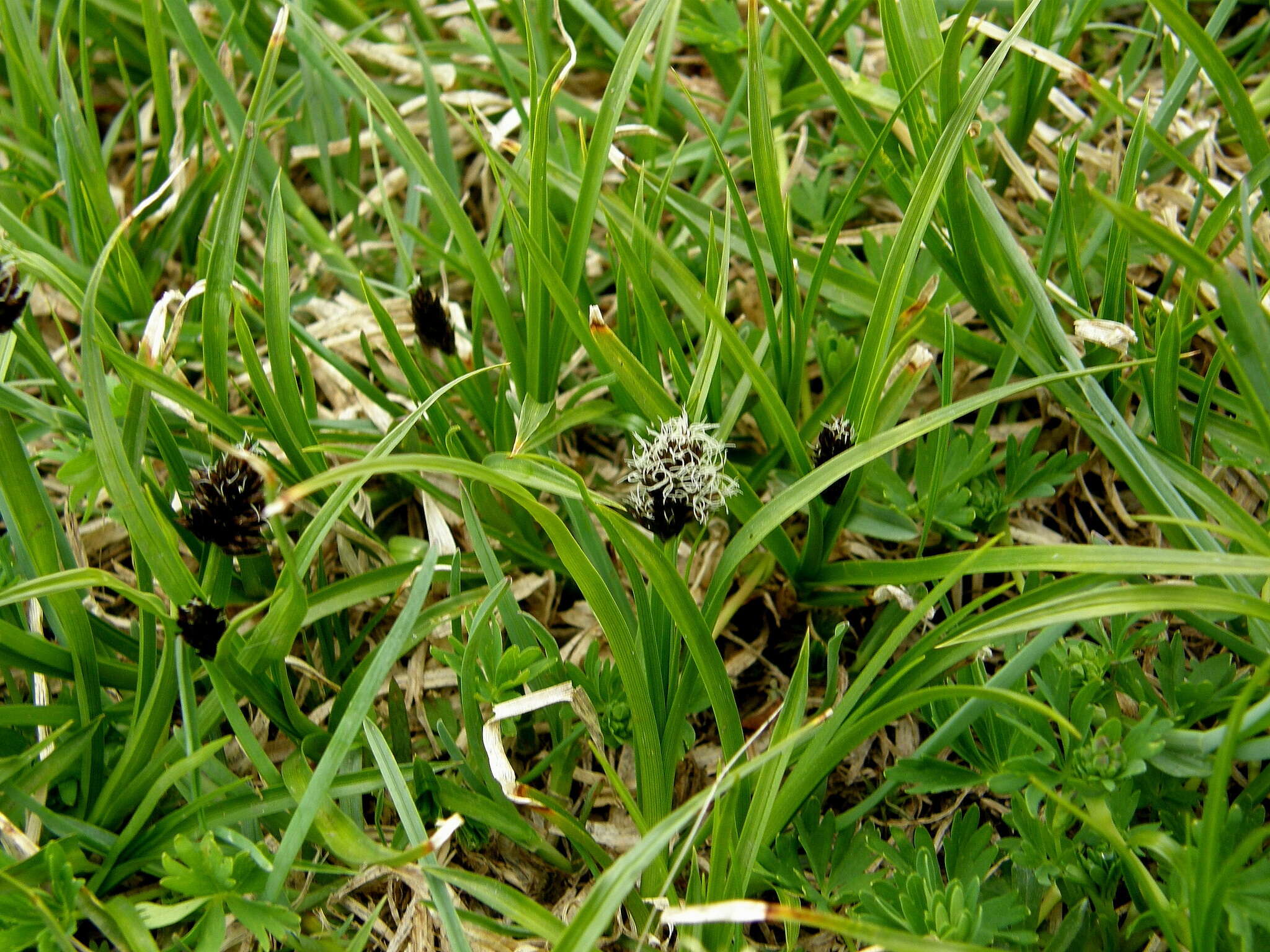 Image of Stinking Sedge